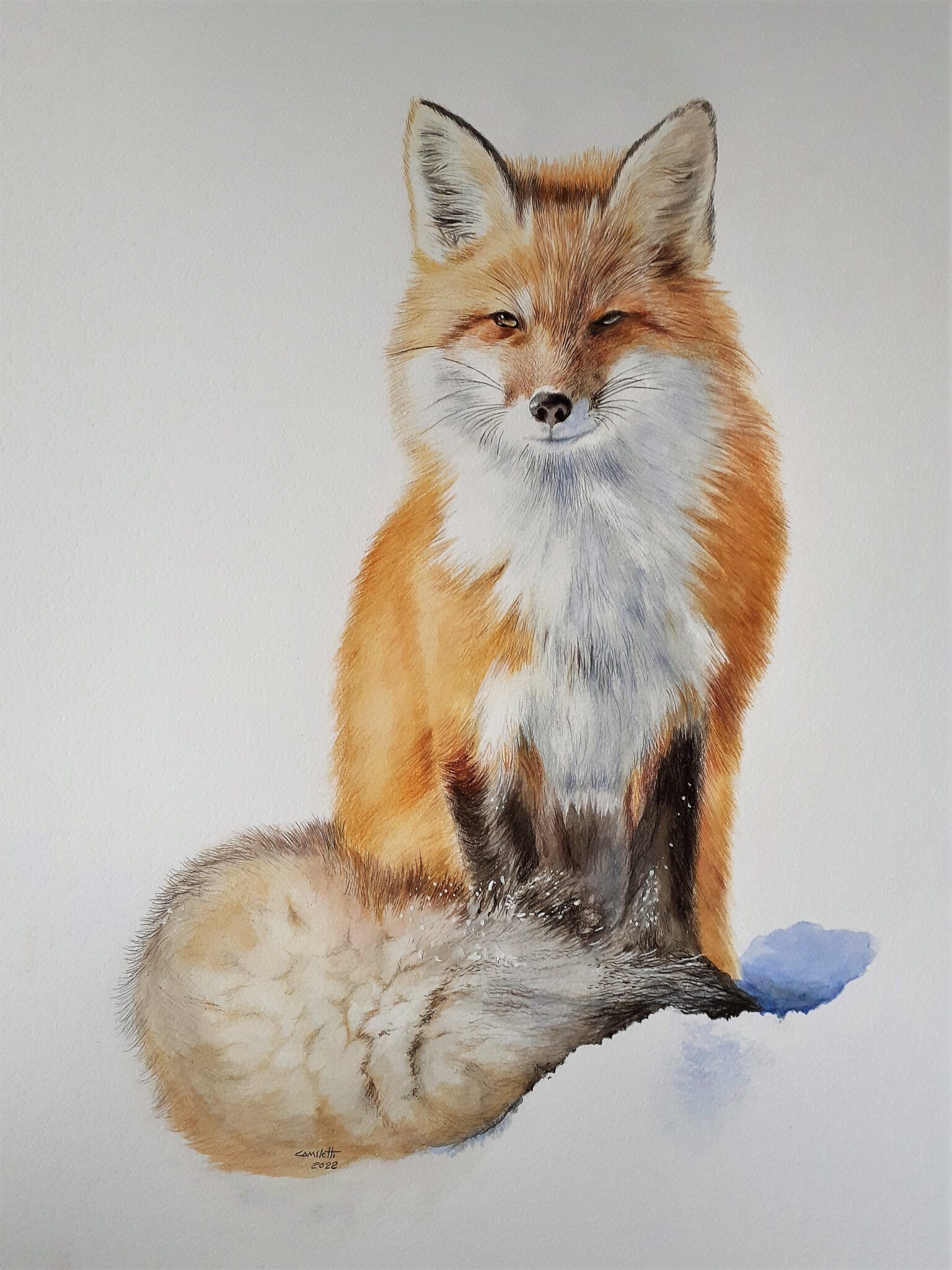 Vulpes vulpi