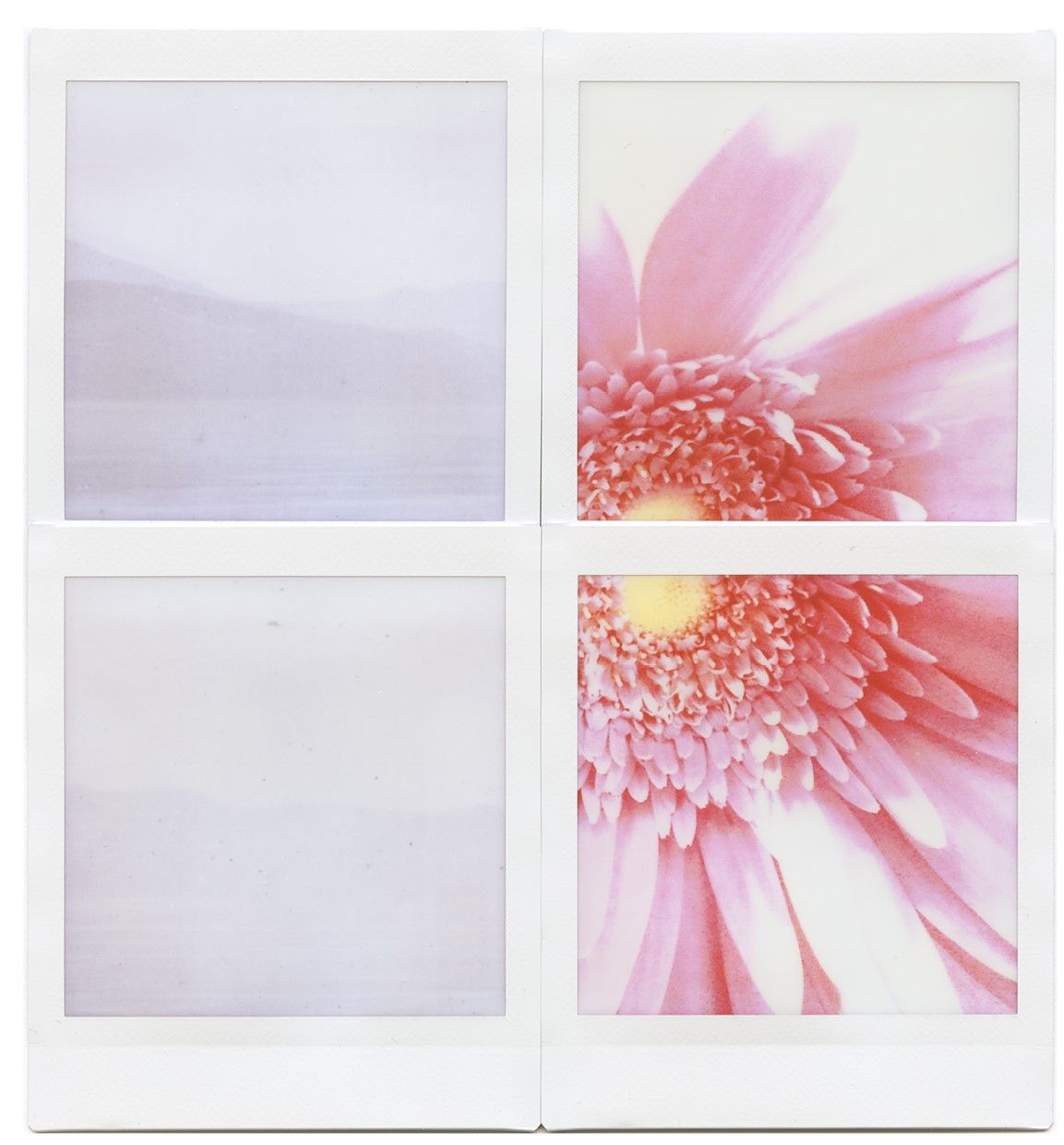 Wild Spring 1